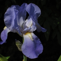 Organic ORRIS ROOT | Iris Germanica | Orris Root Tea | Herbal Tea | Herba | Tea | Dried Root | Organic Root | Organic Herbs | Natural Root