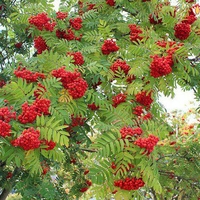 Organic ROWAN BERRIES | Sorbus Aucuparia | Rowan Tea | Herbal Tea Mountain Ash Berries | Dried Berries | Organic Herb | Herba | Fuits Tea