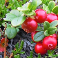 Organic Wild Cranberry (Vaccinium vitis-idaea)