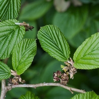 Organic ELM BARK | Ulmus Minor | Elm Bark Tea | Dried Bark | Herbal Tea | Herba | Tea | Organic Herbs | Dried Herbs | Dried Herbs | Bark