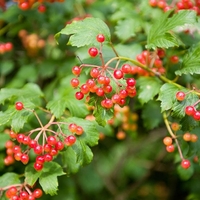 Cramp Bark | Viburnum opulus | Natural Herbal Tea | Herbal Tea | Cramp Bark Tea | Organic Herbs | Dried Cramp Bark | Dried Cut Bark Herbal