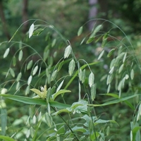 Organic OAT SEEDS | Avena Sativa | Oat Seeds Tea | Herbal Tea | Oatstraw Seeds | Dried Seeds | Organic Seeds | Organic Herb