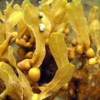 Organic BLADDERWRACK | fucus vesiculosus | bladderwrack tea | herbal tea | herba | tea | organic herbs | dried herbs | herbalism | herbalist