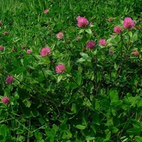 Organic RED CLOVER FLOWER | trifolium pratense | red clover tea | herbal tea | dried flower | organic herbs | herba | tea