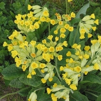 Organic cowslip flower | primula veris | cowslip flower tea | dried flowers | herbal tea | organic herb | organic flower | herba | tea