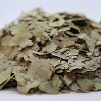 Organic ASPEN LEAF | Populus tremula | Aspen Leaf Tea | Herbal Tea | Medicinal Herbs | Dried Herbal Tea | Herbal Medicine | Organic Leaf Tea
