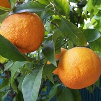 Organic ORANGE PEEL | citrus aurantium | orange peel tea | herbal tea | dried peel | organic herbs | dried herbs | herba | dried cut peel