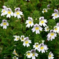 Organic EYEBRIGHT HERB | euphrasia officinalis | eyebright tea | euphrasia spp herba | dried herbs | organic herbs | tea