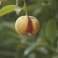 Organic Nutmeg Ground Powder | Myristica Fragrans | Grade A | Natural Powder | Powder