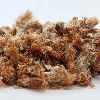 Organic PINE TOPS | Pinus sylvestris | Wild Picked | Pine Tops for Pine Tops Tea Premium Quality Wildharvested Pine Tops Tea