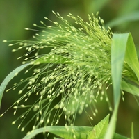 Organic MILLET POWDER | panicum virgatum | millet flour | hulled millet flour | hulled millet seeds powder