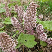 Organic BUTTERBUR ROOT | petasites hybridus | butterbur tea | herbal tea | dried root | organic herbs | dried herbs | herba | tea
