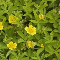 Organic CINQUEFOIL HERB | Potentilla reptans l | Medicinal Herbs | Dried Herbal Tea | Herbal Medicine | Herbal Tea | Herba | Tea | Oragnic