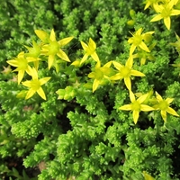 Organic goldmoss stonecrop herb | sedum acre | goldmoss stonecrop tea | herbal tea | herba | tea | organic herbs | dried herbs | herba
