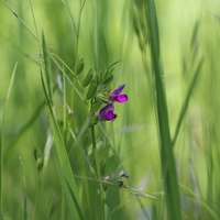Organic COMMON VETCH SEEDS | Vicia sativa | Vetch Seeds Tea | Garden Vetch | Dried Seeds | Organic Seeds | Herbal Tea | Herba