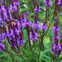 Organic BLUE VERVAIN HERB | verbena hastata | vervain herb tea | herbal tea | organic herbs | verbena officinalis