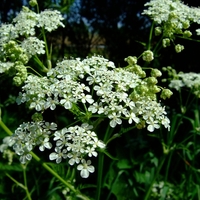 Organic PARSLEY ROOT | Petroselinum Crispum | Parsley Root Tea | Herbal Tea | Herba | Tea | Dried Root | Organic Root | Dried Herbs | Herbs