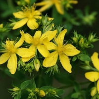 Organic ST.JOHN'S WORT | Hypericum Perforatum | St Johns Wort Tea | Herbal Tea | Organic Herbal Tea | Natural Loose Herb | Dried Natural Tea