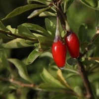 Organic GOJI BERRIES | lycium barbarum | goji berry tea | herbal tea | dried berries | organic berries | organic herb | herba | tea | fruits