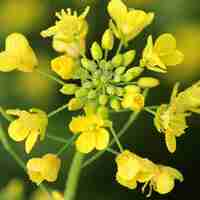 Organic BLACK MUSTARD SEEDS | Brassica Nigra | Black Mustard Tea | Seeds | Dried Seeds | Organic Seeds | Organic Herb | Herba Tea