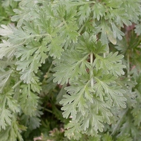 Organic Wormwood Herb (Artemisia absinthium)