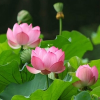 Organic LOTUS LEAF | nelumbo nucifera | lotos leaf tea | dried leaf | herbal tea | herba | tea | herbalism | organic herbs | dried herbs