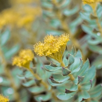 Organic RHODIOLA ROOT | rhodiola rosea | rhodiola root tea | herbal tea | herba | tea | organic root | dried root | organic herbs | natural