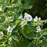 Organic MARSHMALLOW ROOT | althaea officinalis | marshmallow tea | herbal tea | dried root | organic herbs | herba | tea