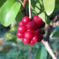 Organic Schizandra Berries | Schisandra Chinensis | Schisandra Berries Premium Grade | Herbal Tea | Fruits Tea | Natural Berries