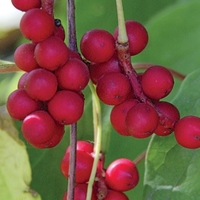 Organic Schizandra Berries | Schisandra Chinensis | Schisandra Berries Premium Grade | Herbal Tea | Fruits Tea | Natural Berries
