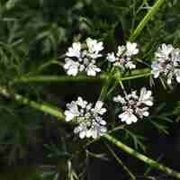Organic coriander powder | coriandrum sativum | coriander tea | herbal tea | herba | tea | organic herbs | organic powder | coriander flour