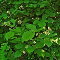 Organic BLACKBERRY LEAF | Rubus Fruticosus | Blackberry Tea | Herbal Tea | Dried Leaf | Health Remedy | Dried Herbs | Dried Bulk Tea