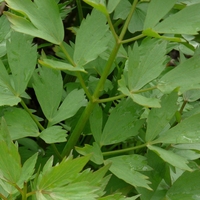 Organic lovage root | levisticum officinale | lovage root tea | herbal tea | herba | tea | organic root | dried root | organic herbs | teas