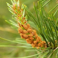 Organic PINE TOPS | Pinus sylvestris | Wild Picked | Pine Tops for Pine Tops Tea Premium Quality Wildharvested Pine Tops Tea