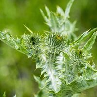 Organic MILK THISTLE SEEDS Powder | Silybum Marianum | Powder | Dried Seeds Powder | Organic Seeds Powder | Milk Thistle Flour