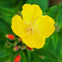 Organic EVENING PRIMROSE | Oenothera Biennis | Evening Primrose Tea | Herbal Tea | Dried Seeds | Organic Seeds | Organic Herb | Tea | Semens