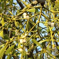 Organic MISTLETOE HERB | viscum album | mistletoe tea | herbal tea | dried herbs | organic herbs | herba | tea