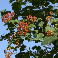 Cramp Bark | Viburnum opulus | Natural Herbal Tea | Herbal Tea | Cramp Bark Tea | Organic Herbs | Dried Cramp Bark | Dried Cut Bark Herbal