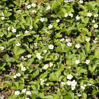 Organic Wild Strawberry Leaf (Fragaria vesca)