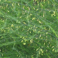 Organic Wild Asparagus Root (Asparagus officinalis)