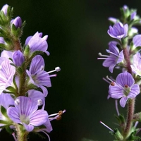 Organic speedwell herb | veronica officinalis | speedwell herb tea | herbal tea | herba | tea | dried herbs | organic herbs | herbalist