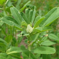 Organic FENUGREEK SEEDS | trigonella foenum graecum | fenugreek tea | herbal tea | dried seeds | organic seeds | herba | tea | semens