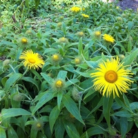 Organic ELECAMPANE ROOT | inula helenium | elecampane tea | herbal tea | dried root | dried herbs | organic herbs | herba | tea | root