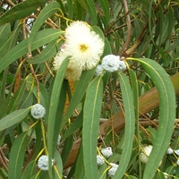 Organic EUCALYPTUS LEAF | eucalyptus globulus | eucalyptus tea | herbal tea | dried leaf | organic herbs | herba | tea | dried herbs