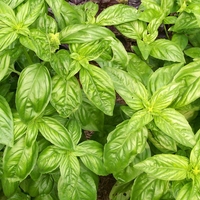 Organic BASIL LEAF | Ocimum basilicum , Organic Dried Spice , Organic Loose Spice , Organic Herb Spice | Basil Leaf Tea | Herbal Tea