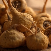 Organic MACA ROOT POWDER | lepidium meyenii | powder | maca root | herbal tea | orgnica root | dried root powder | herba | tea | herbs