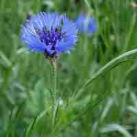 Organic CHICORY HERB | cichorium intybus | chicory herb tea | herbal tea | herba | tea | organic herbs | dried herbs | herbalist | herbal