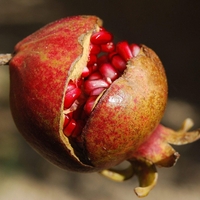 Organic POMEGRANATE BARK | Punica granatum | Natural Herbs Remedy | Natural Organic Tea | Organic Dried Herb | Loose Herb | Tea