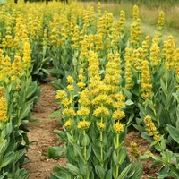 Organic Yellow Gentian Root (Gentiana lutea)