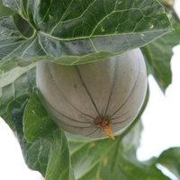 Organic MELON SEEDS | Cucumis Melo | Melon Tea | Herbal Tea | Semens | Dried Seeds | Organic Seeds | Organic Herbs
